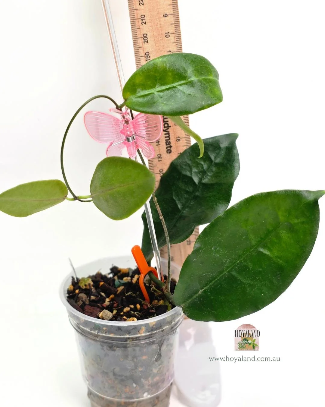 Hoya piestolepsis (2).jpg