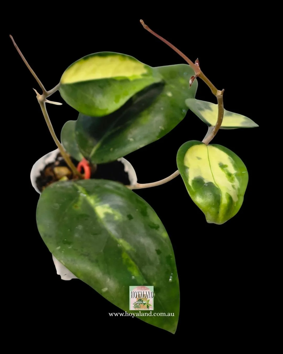 Hoya verticillata panglay inner (3).jpg