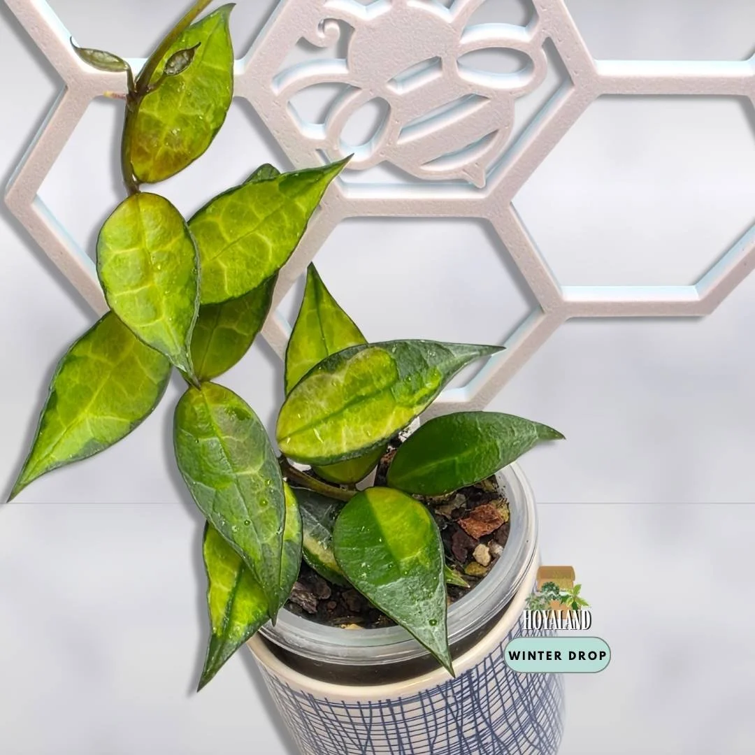 Established Hoya lacunosa Red showing unique green on green variegated mutation