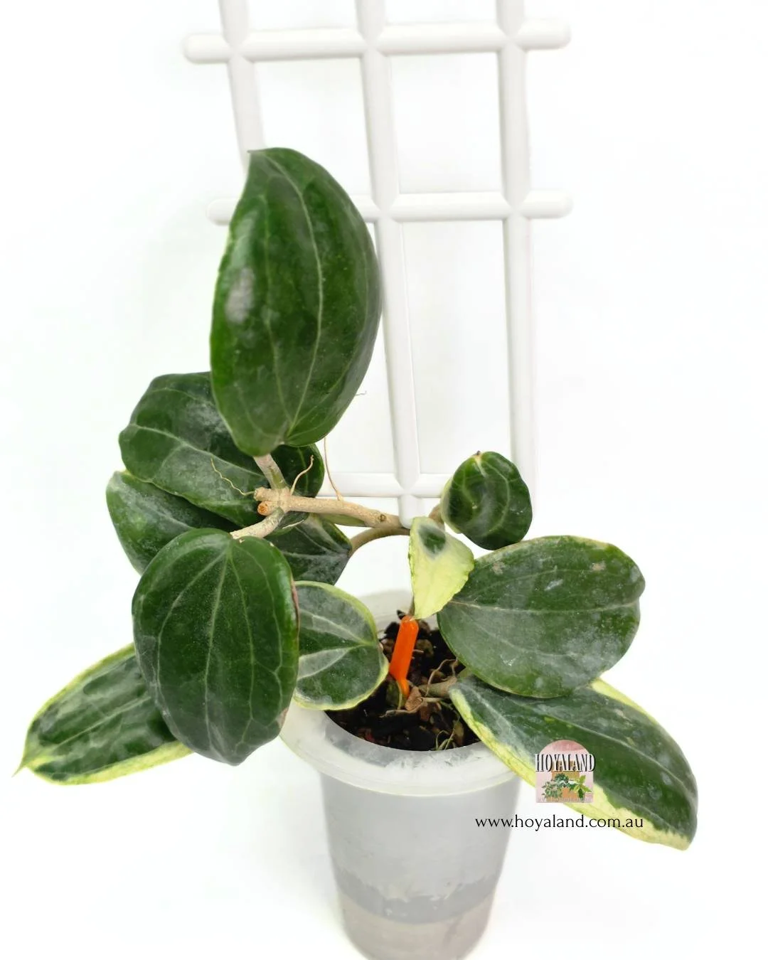 Hoya lil plu (6).jpg