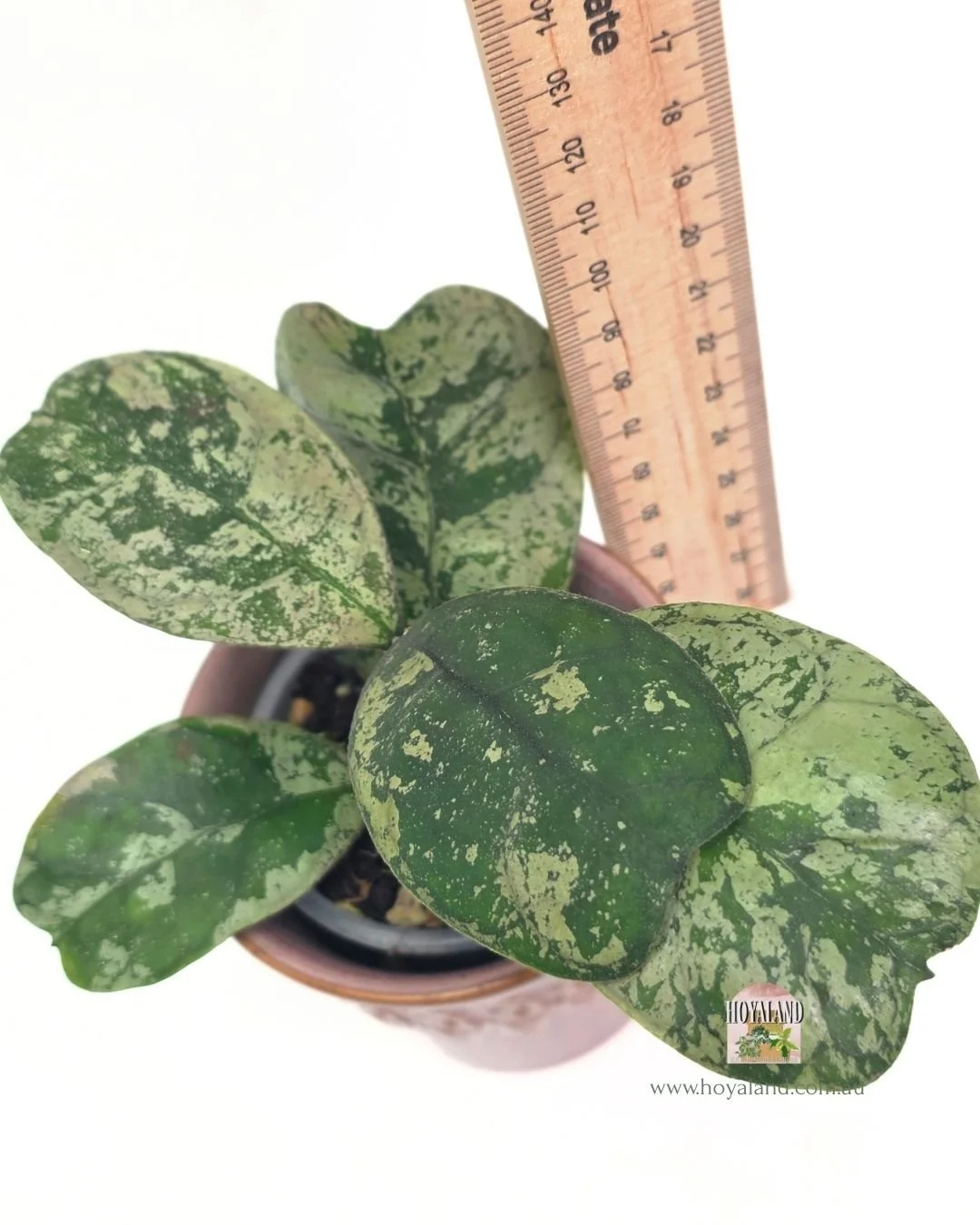 Hoya deykeai morning dew b (5).jpg