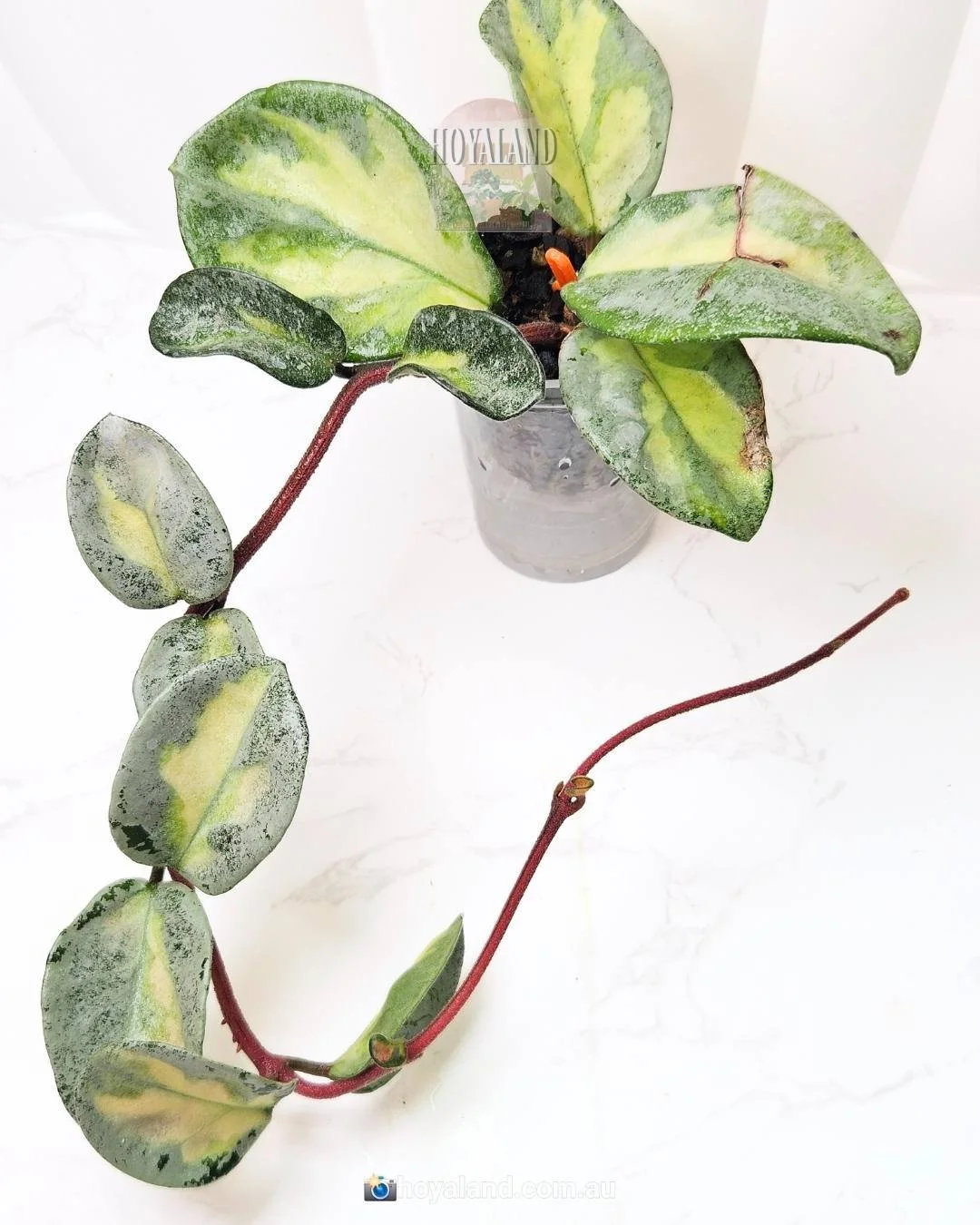 Hoya Carnosa 'Argentea Princess' | Silver Margins | Inner Variegated Classic 🦋