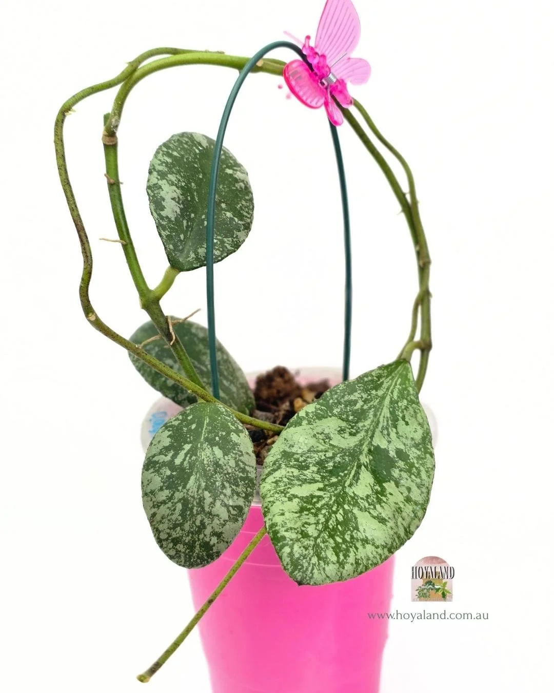 Hoya waymaniae cloudy sky.jpg