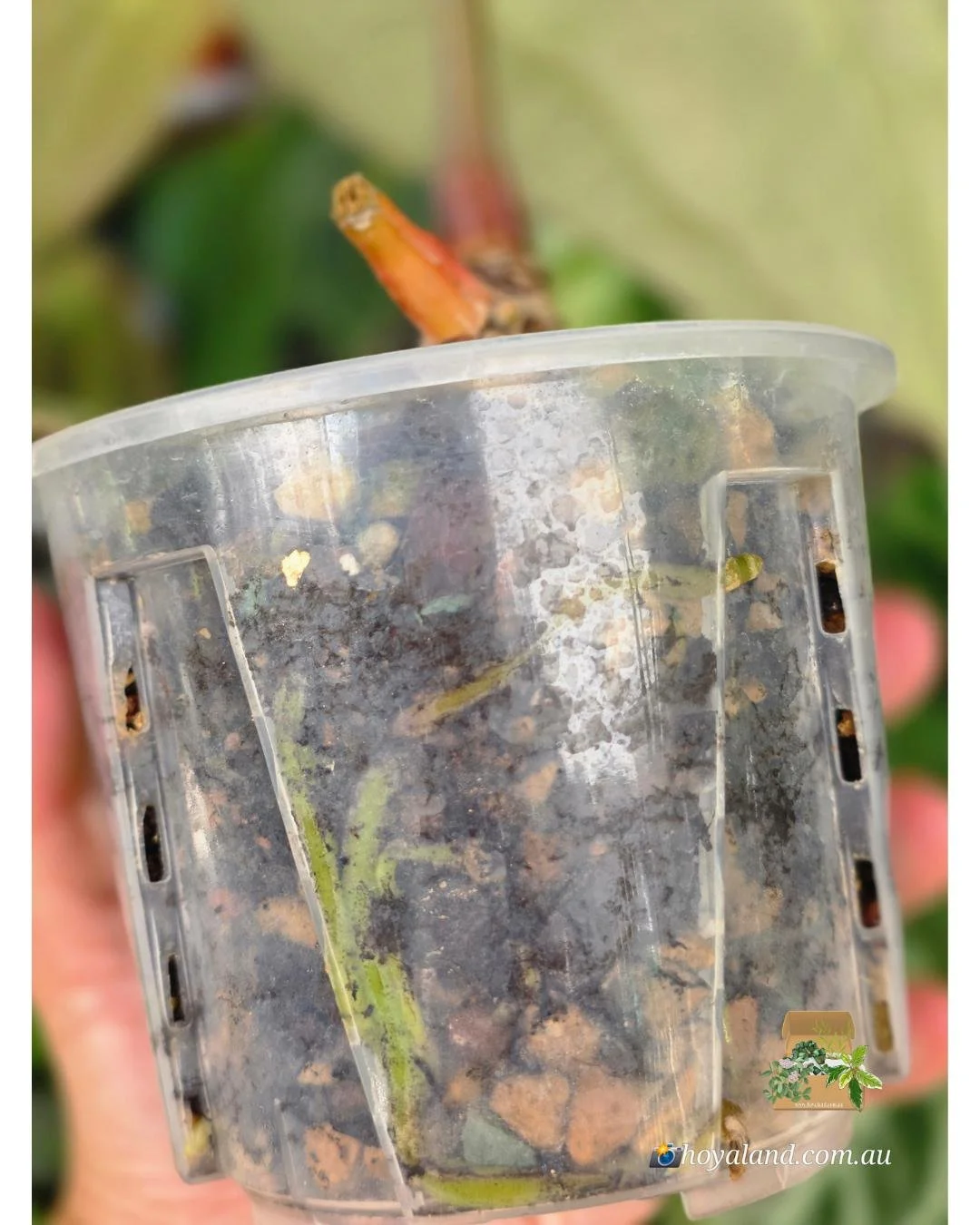 Anthurium Carlablackiea (5).jpg