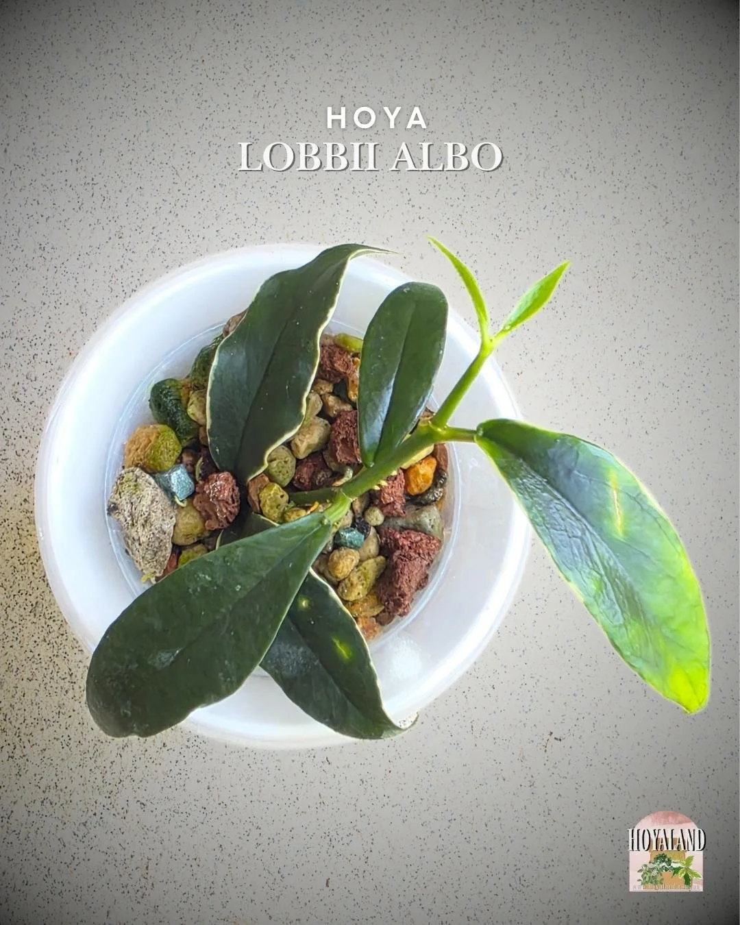 hoya lobbii albo.jpg