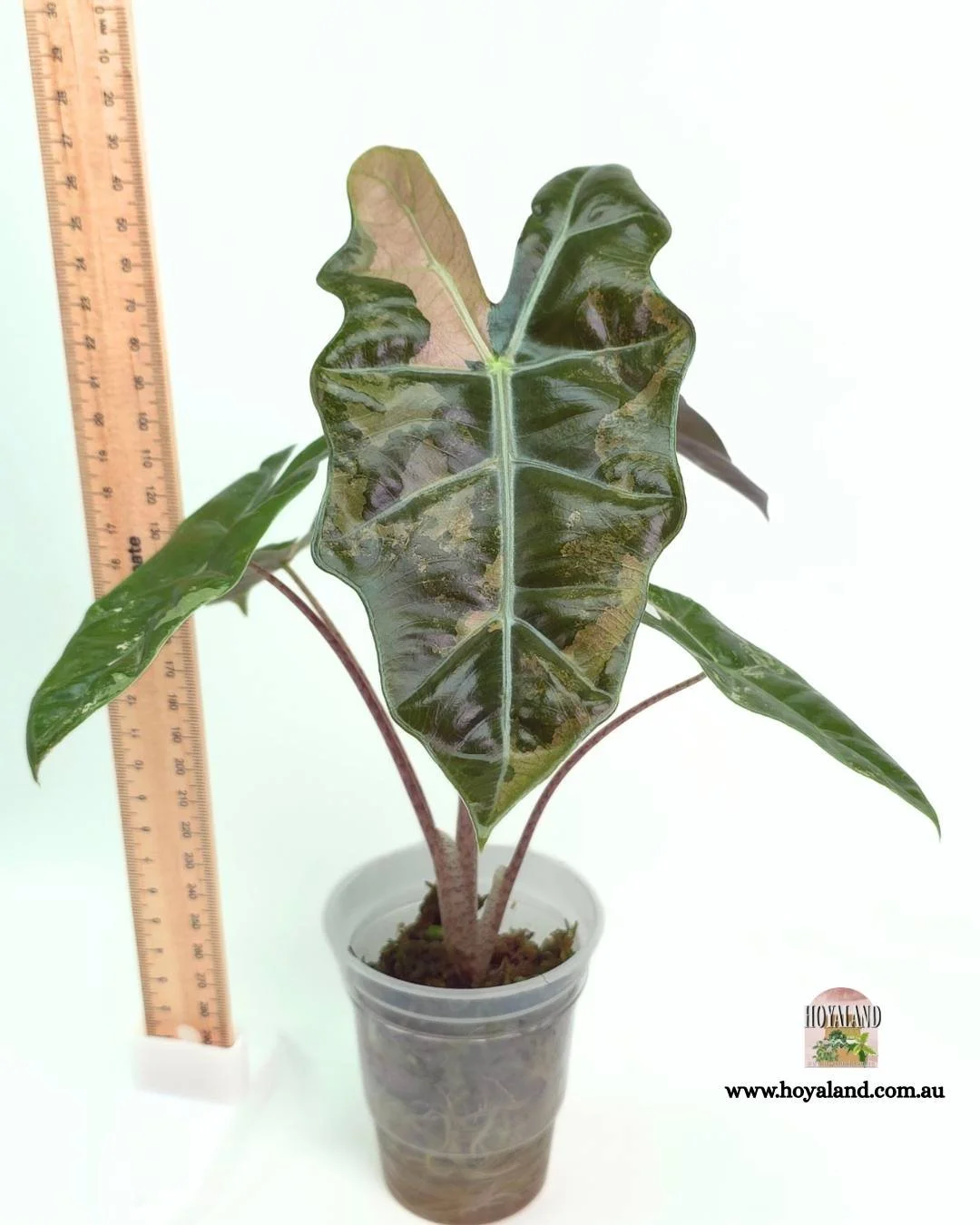 Alocasia pseudo sanderiana pink (3).jpg