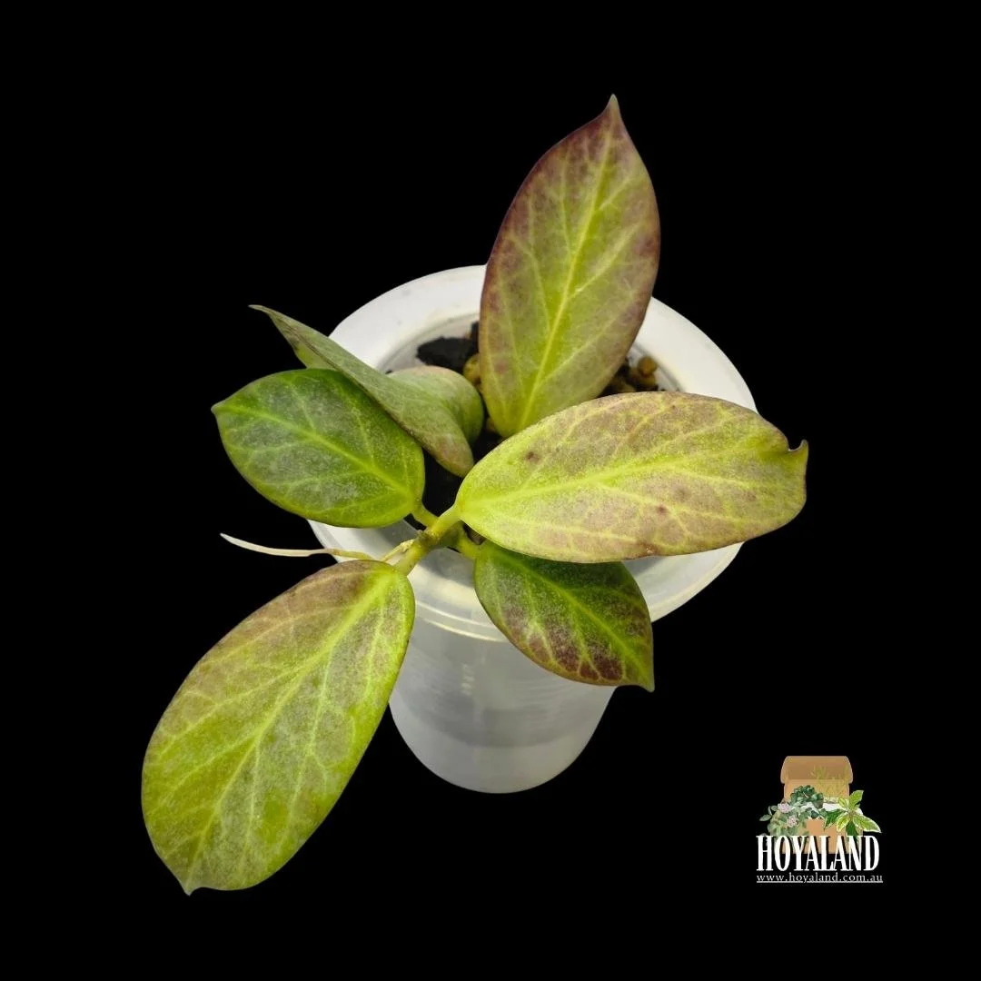Hoya obscura silver (1).jpg