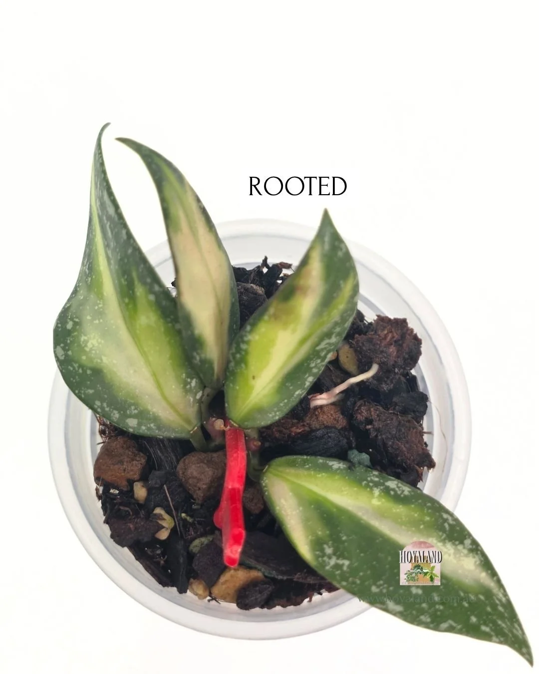 Hoya nabawanensis variegata  rooted.jpg