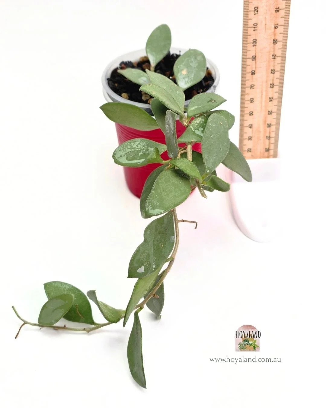 Hoya nummularioides (4).jpg