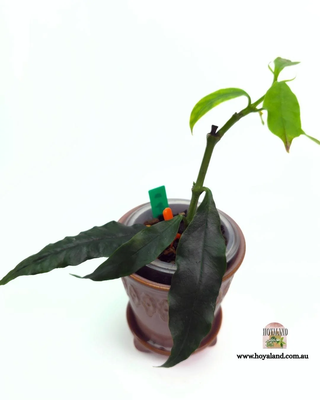 Hoya decipulae (2).jpg