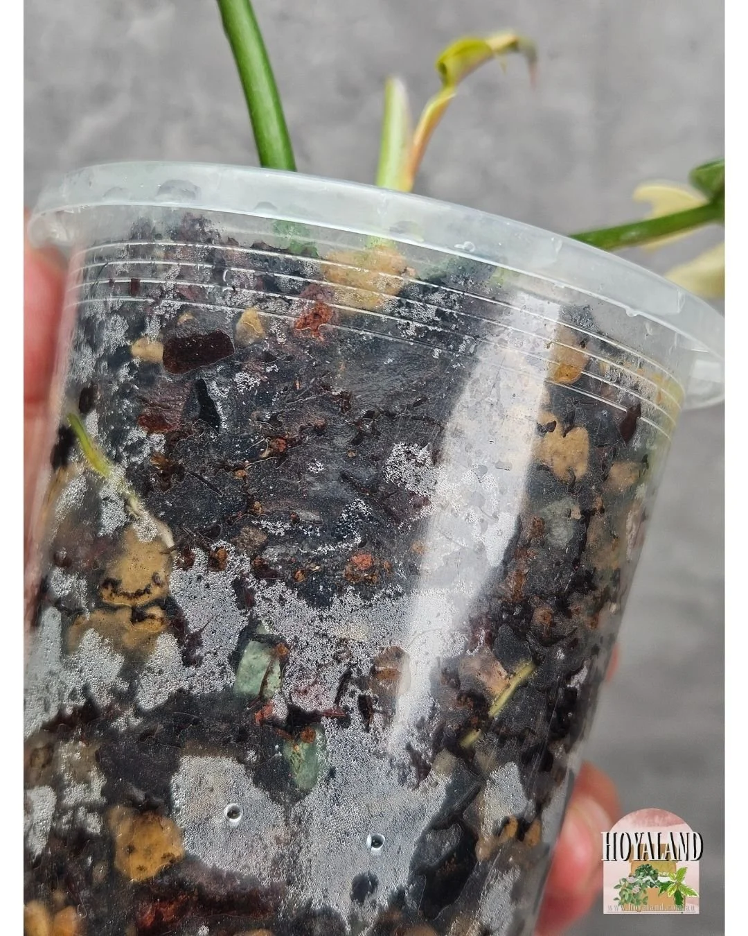 Philodendron FB x Tortum (10).jpg