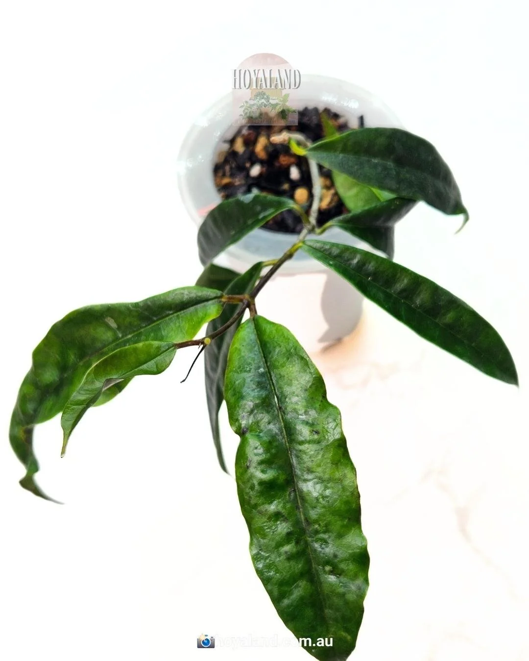 Hoya sammananiana (3).jpg