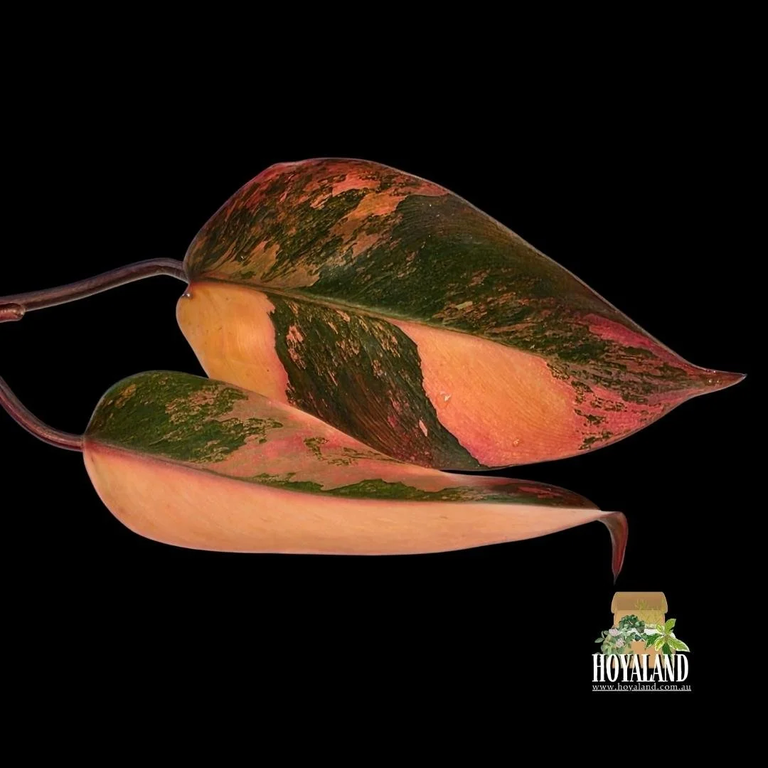 Philodendron Fire Princess (PPP Tricolour) (8).jpg