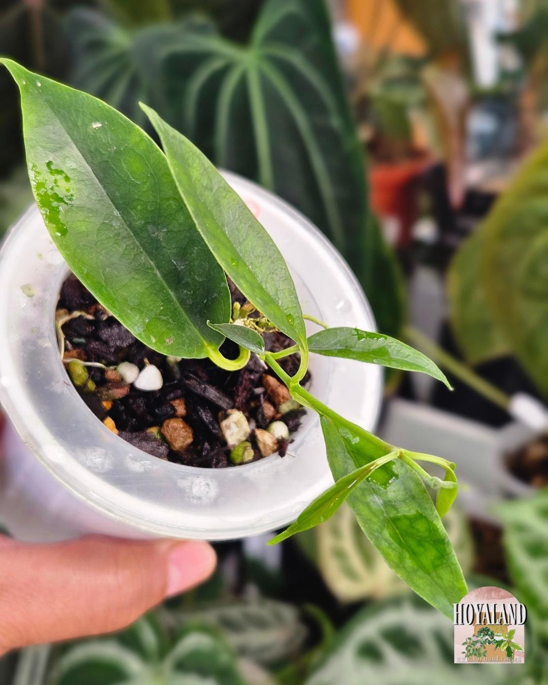 Hoya chloroleuca (6).jpg