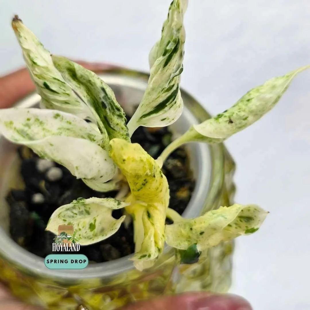 Established Epipremnum Teruno Love Song showing distinct textured twisted leaves with creamy chartreuse variegation