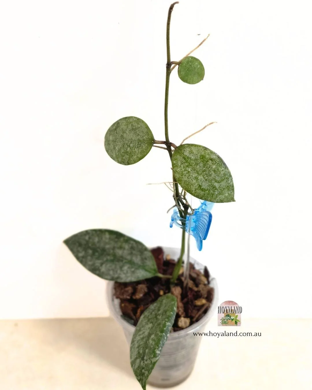🍂  Rare Hoya walliniana silver  🐰