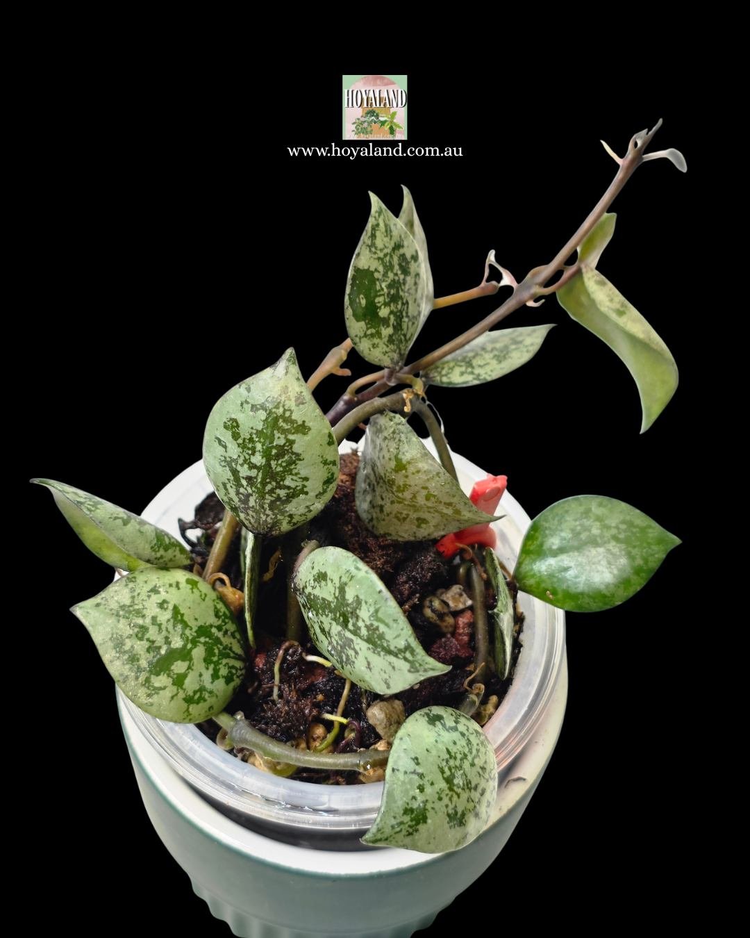 Hoya lacunosa black aurora (1).jpg
