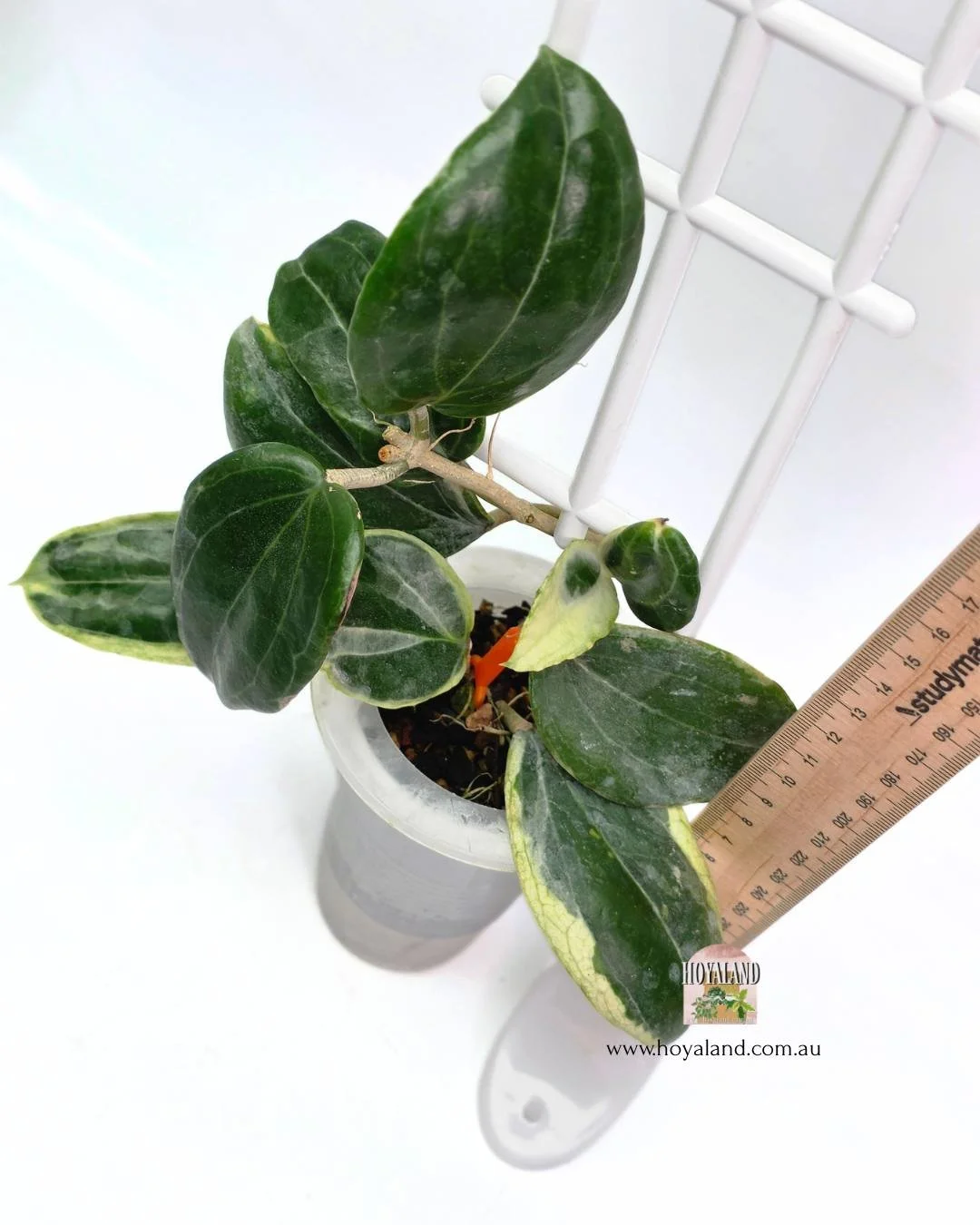 🍂  Hoya LITTLE PLU  Quinquinervia albo