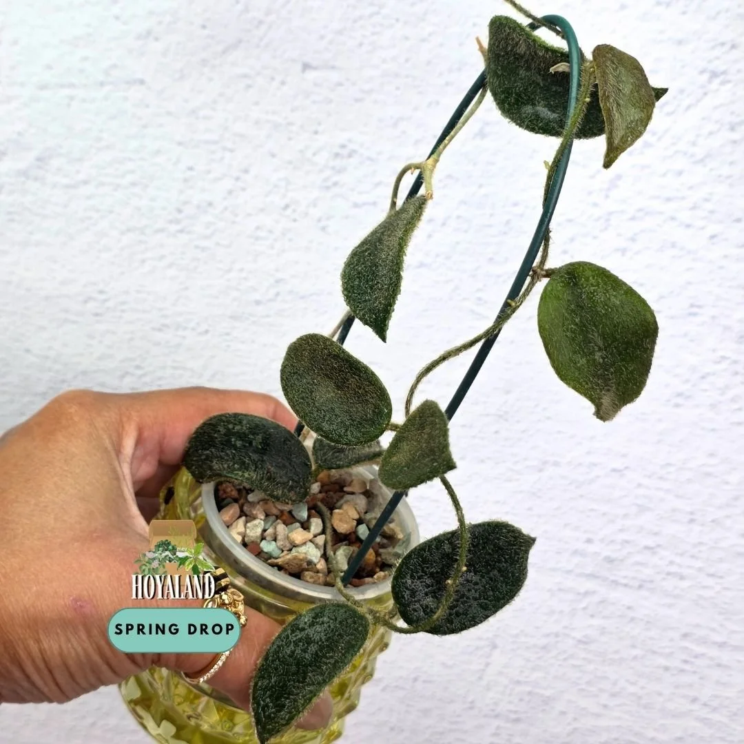 Hoya thomsonii pink (5).jpg