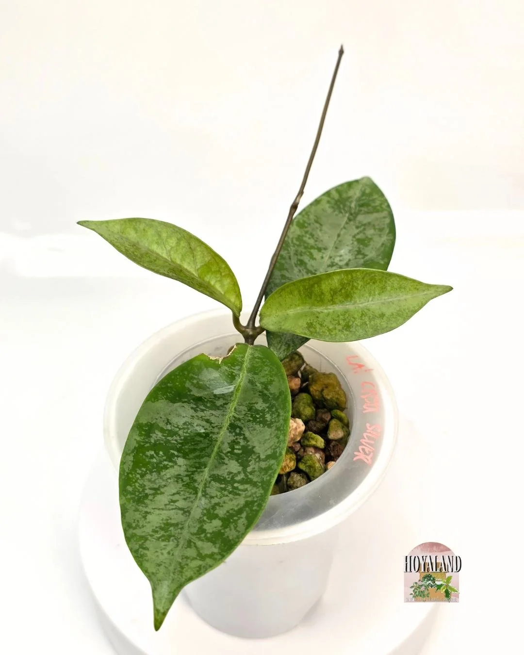 Hoya lai chau silver (4).jpg