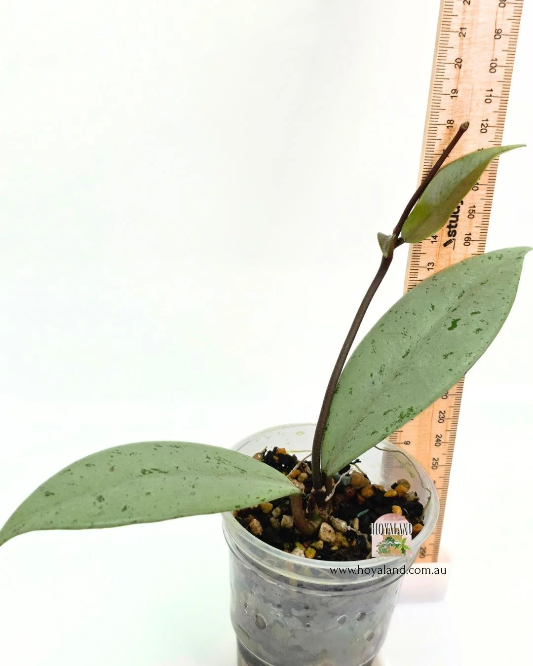 Hoya pubicalyx pink silver ghost 2 (5).jpg