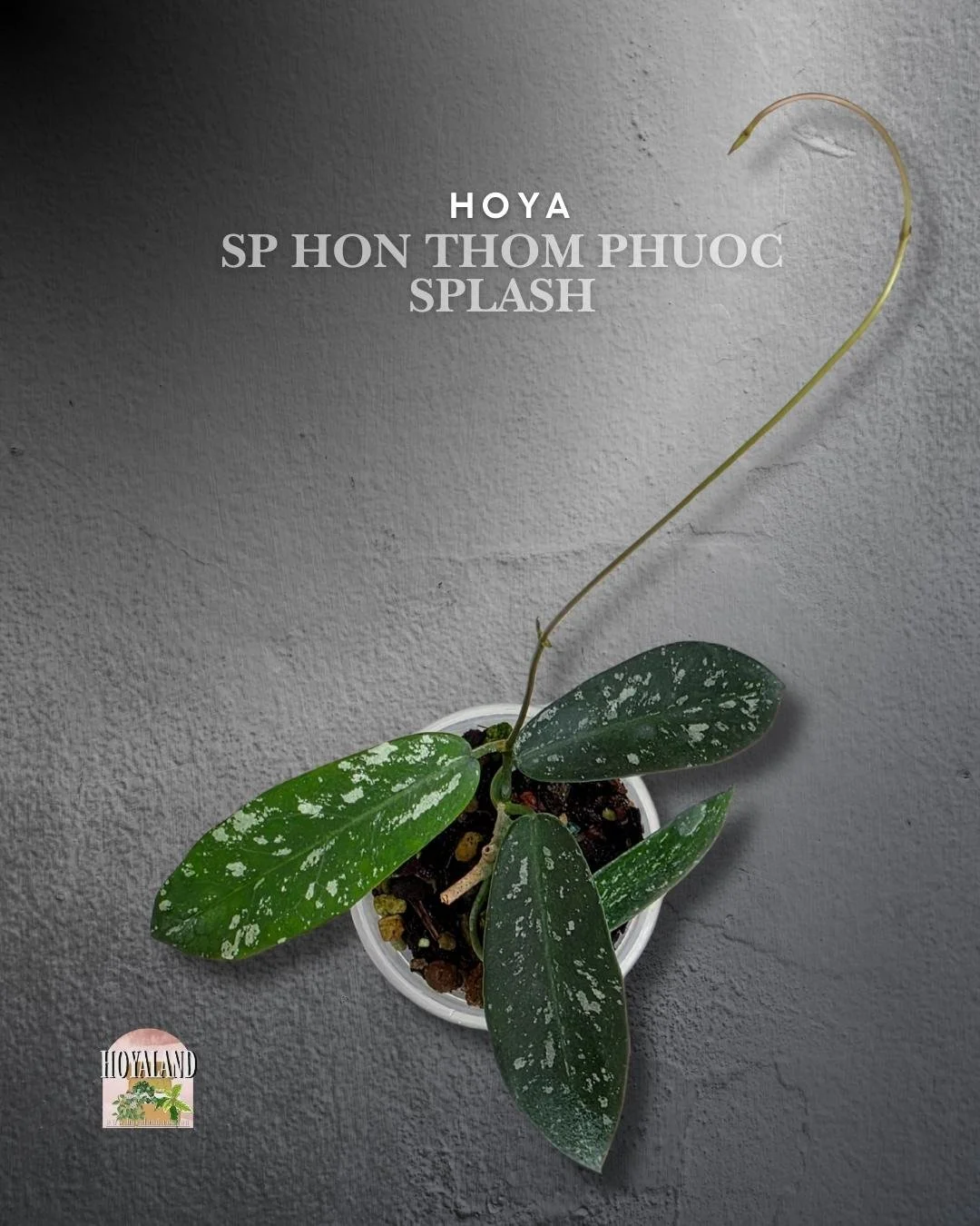 🌞 Hoya sungwookii (Hon Thom Phuoc Splash) | Splashy Leaves  🎇