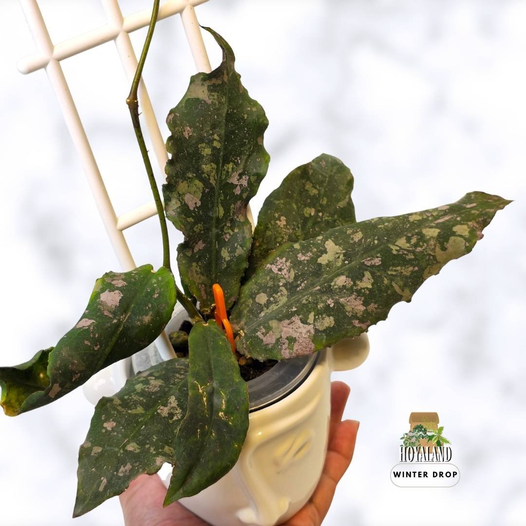 buy-rare-hoya-undulata-prehistoric-wavy-leaves-australia.webp (3).jpg