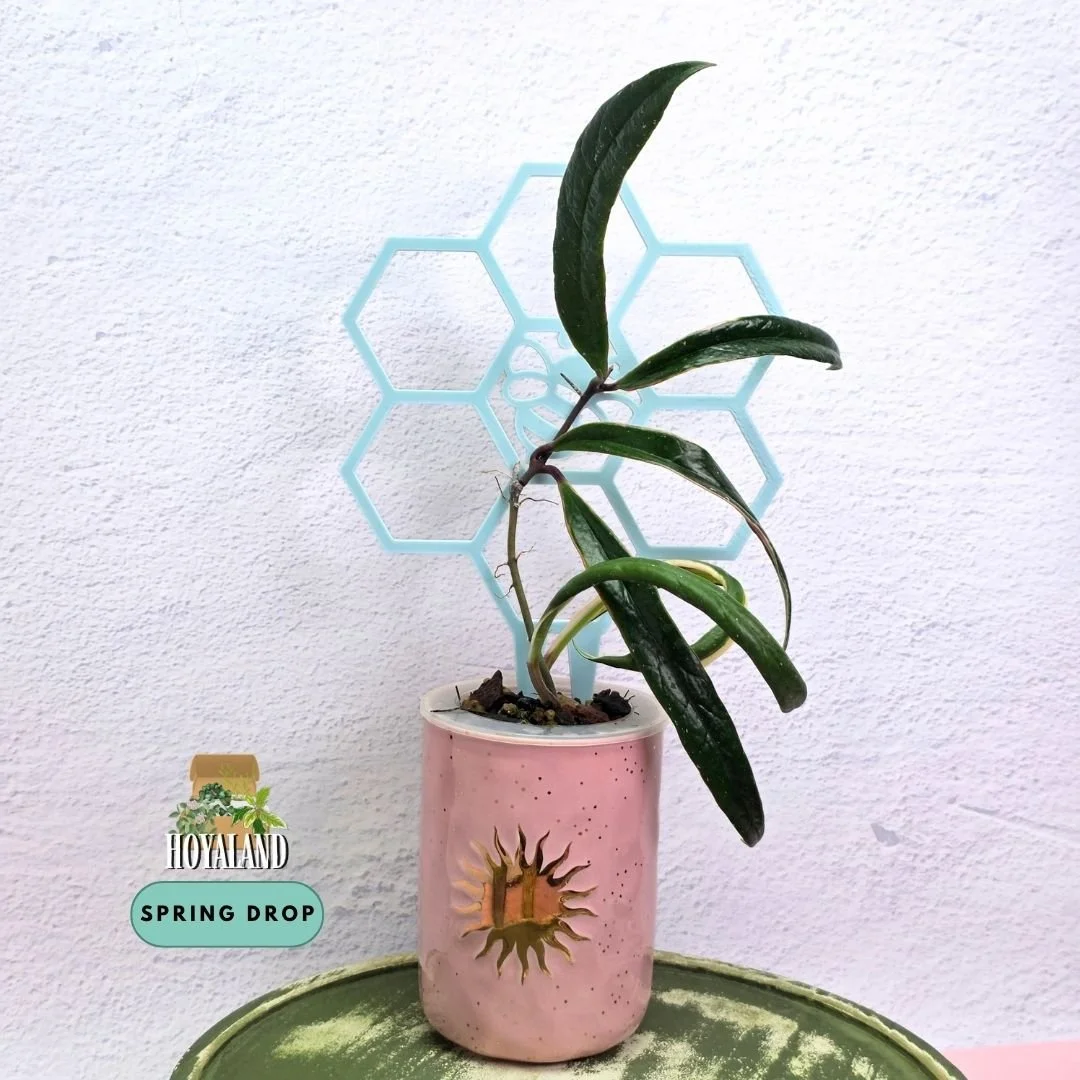 Hoya sulawesiana albo (8).jpg