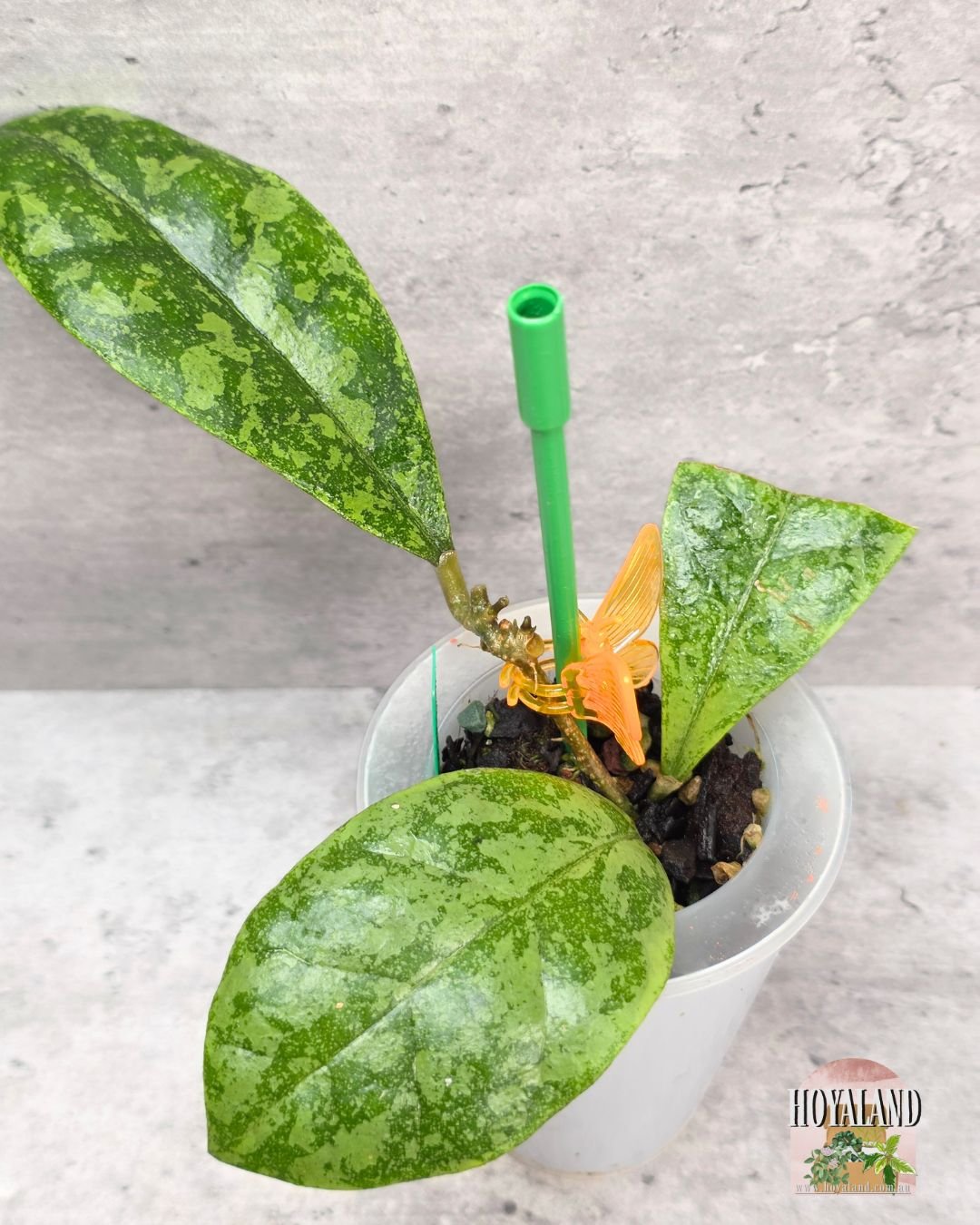 Hoya sp Kalbar splash.jpg