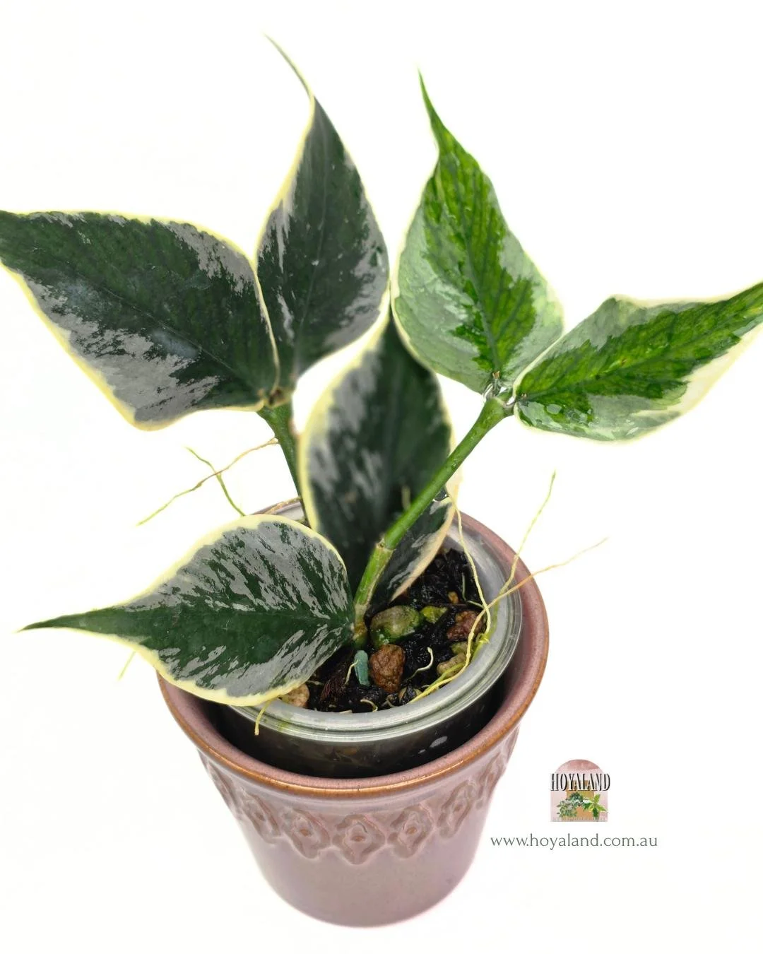 Hoya polyneura jasminka (2).jpg