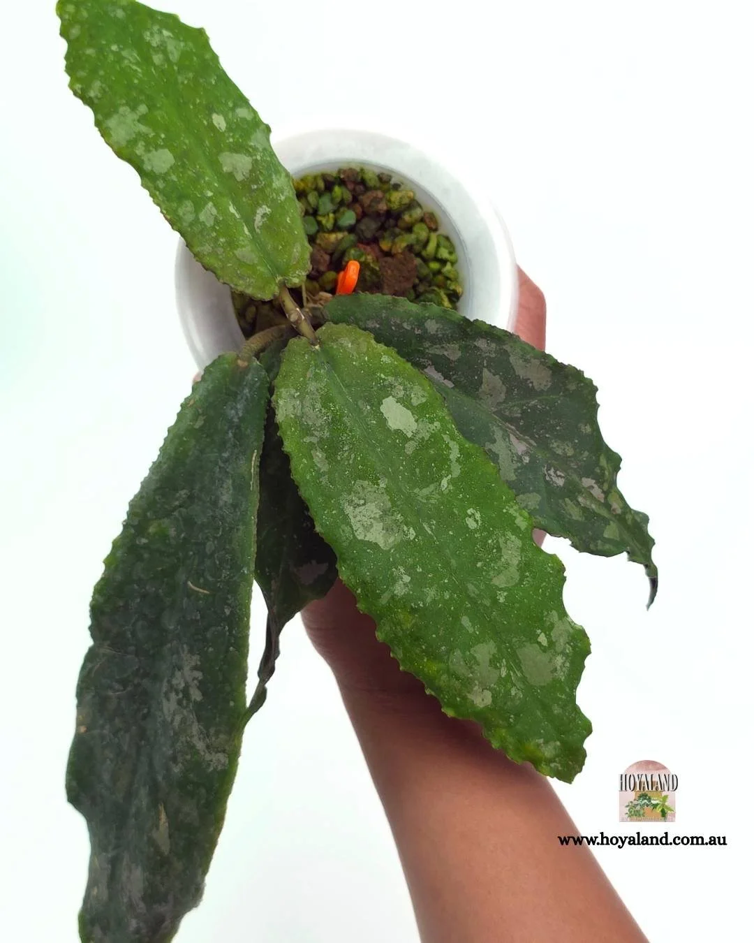 Hoya undulata (6).jpg