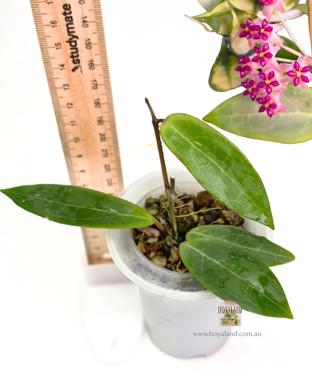 🍂  Hoya (elliptica x benguetensis) x benguetensis