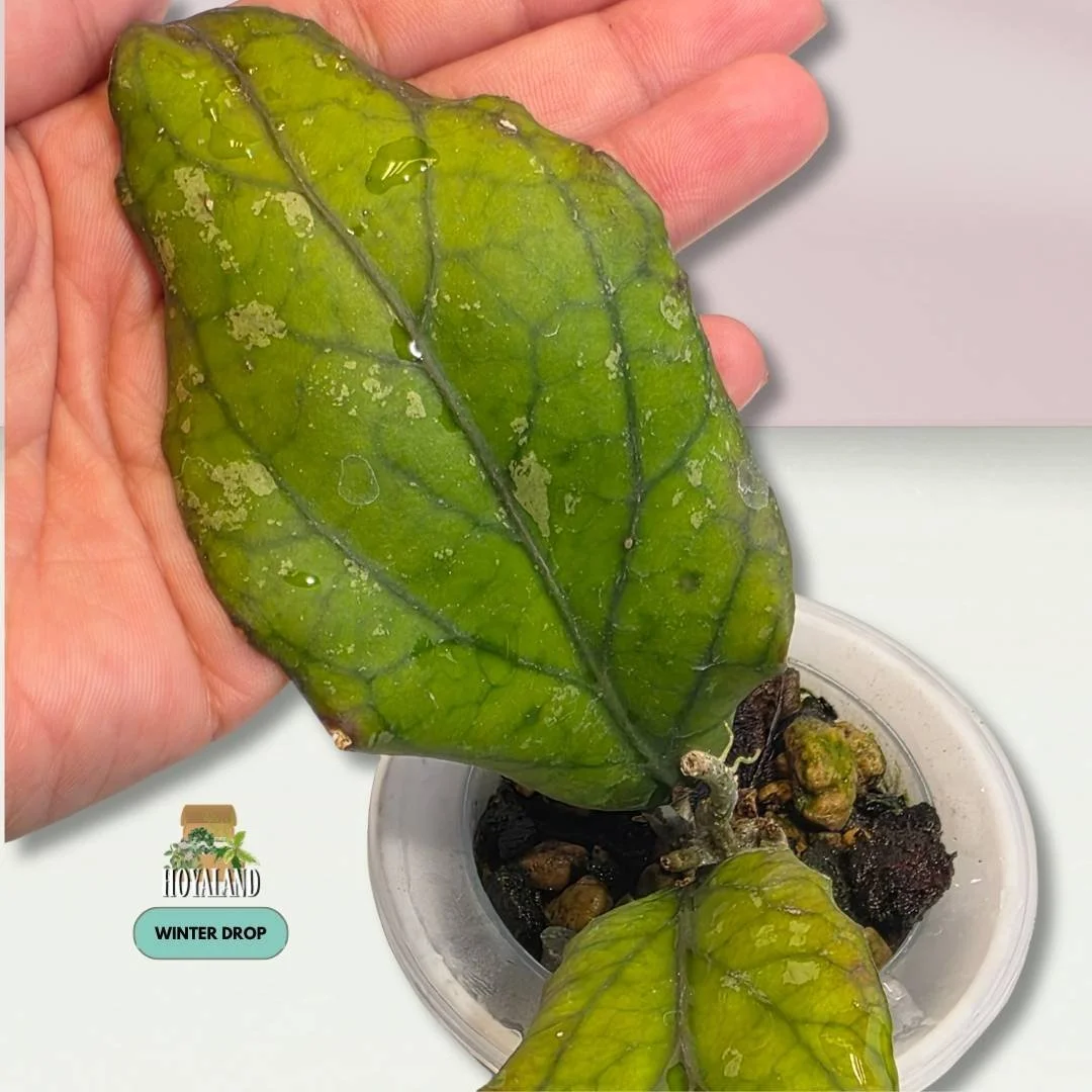 Established Hoya aceh Takengon Rimba with two active growth points and wavy ruffled leaves