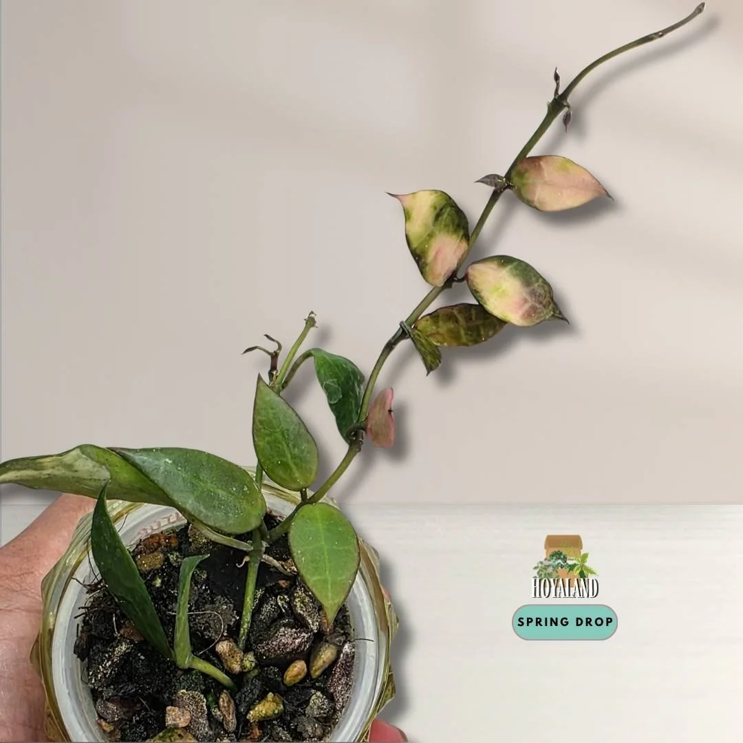 Hoya lacunosa sp Cianjur Variegated | Rare Intriguing Variegation
