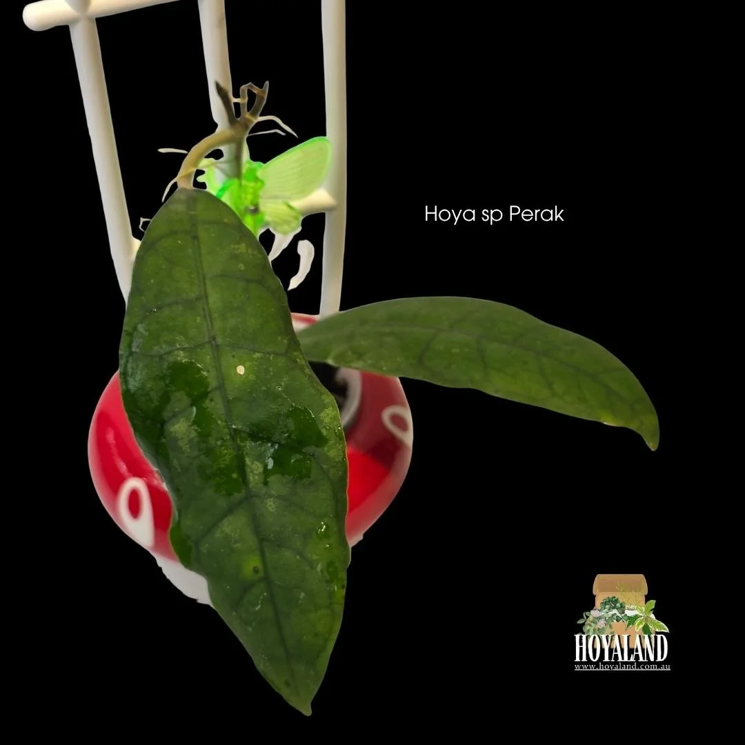 Hoya sp Perak Teddy Bear rare houseplant showing plump fuzzy leaves with a distinct velvety soft texture growing on a climbing vine.