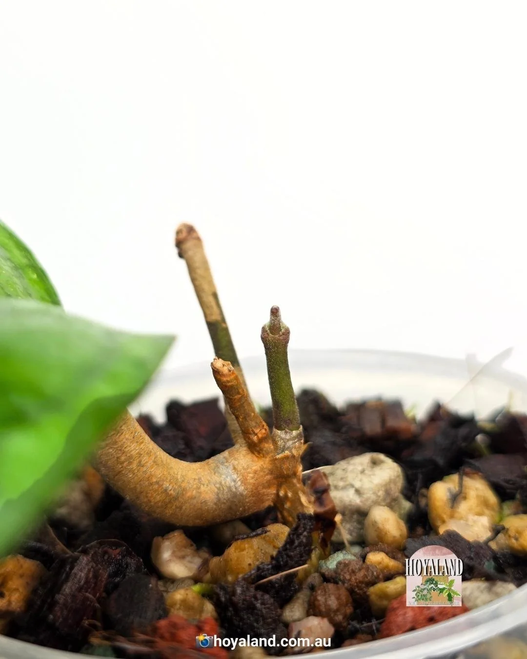 Hoya Elephant (3).jpg