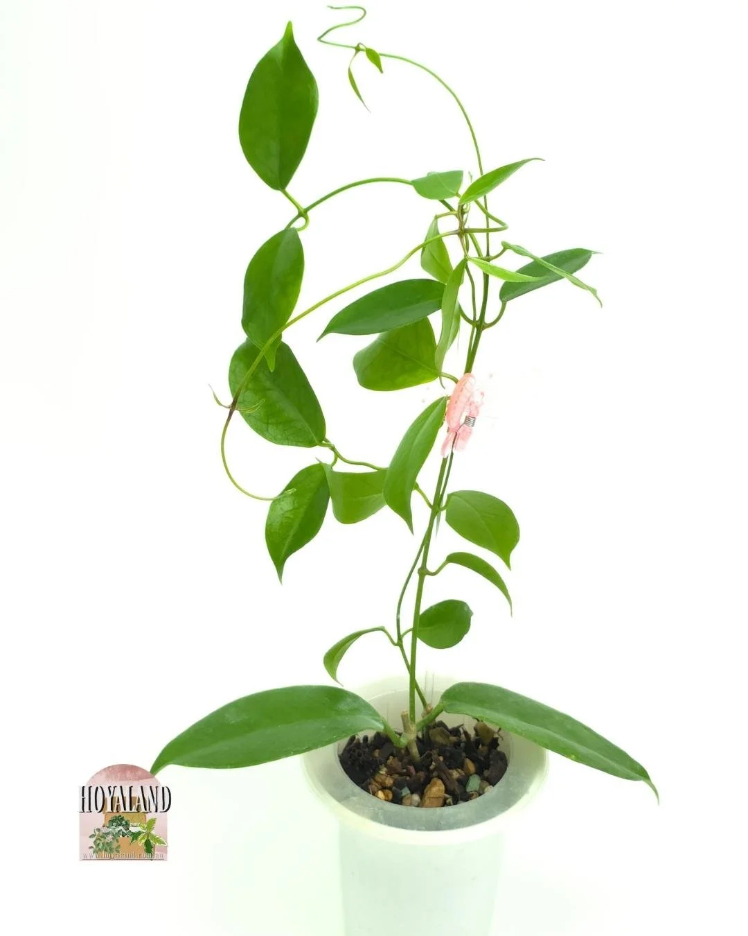 Hoya sp ovalau island (2).jpg