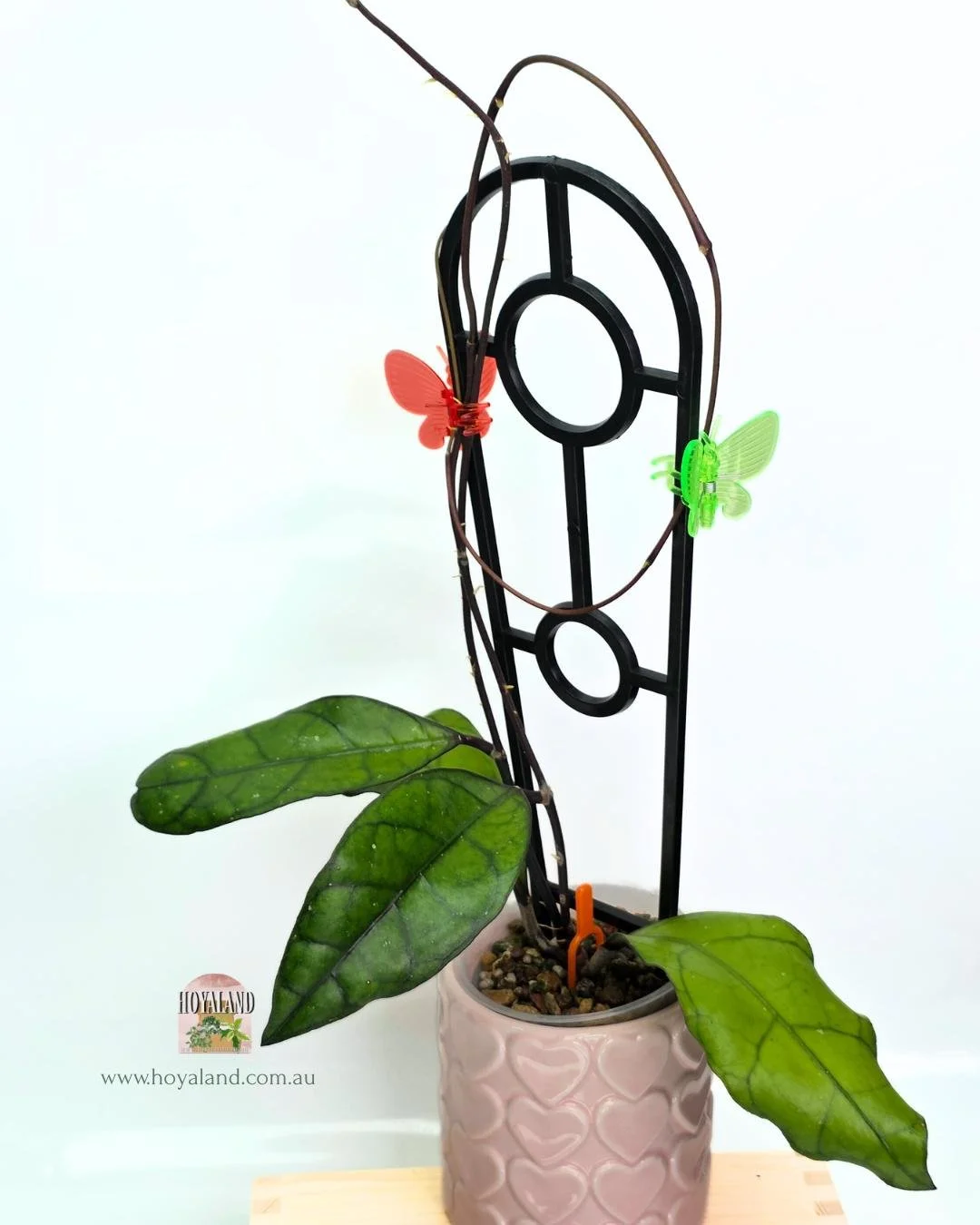 Hoya finlaysonii Tabalong (5).jpg