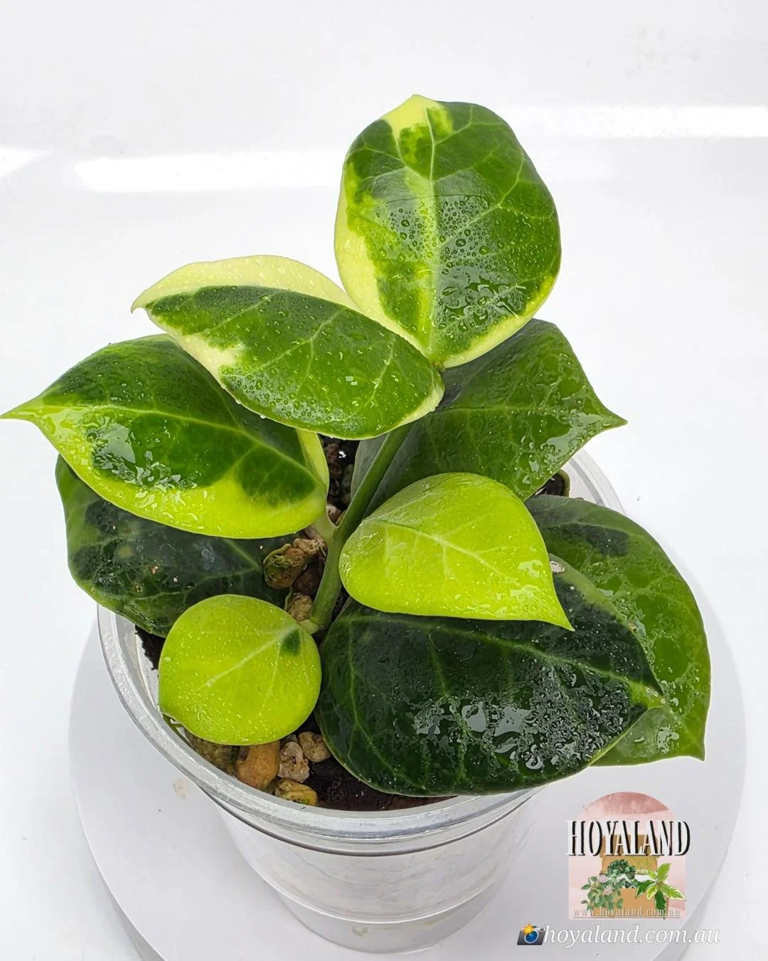 Hoya obscura albo (2).jpg