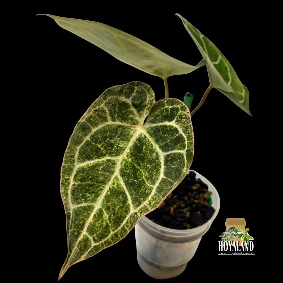 ⛄ Rare Anthurium Crystallinum Platinum Variegated