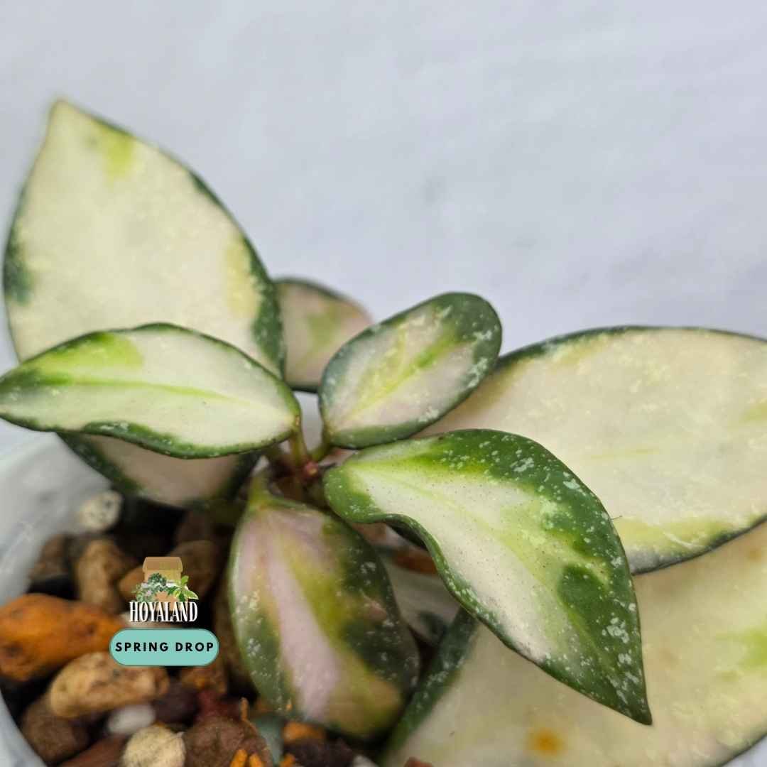 Established rare Hoya nabawanensis variegata showing slender lanceolate foliage with creamy variegation