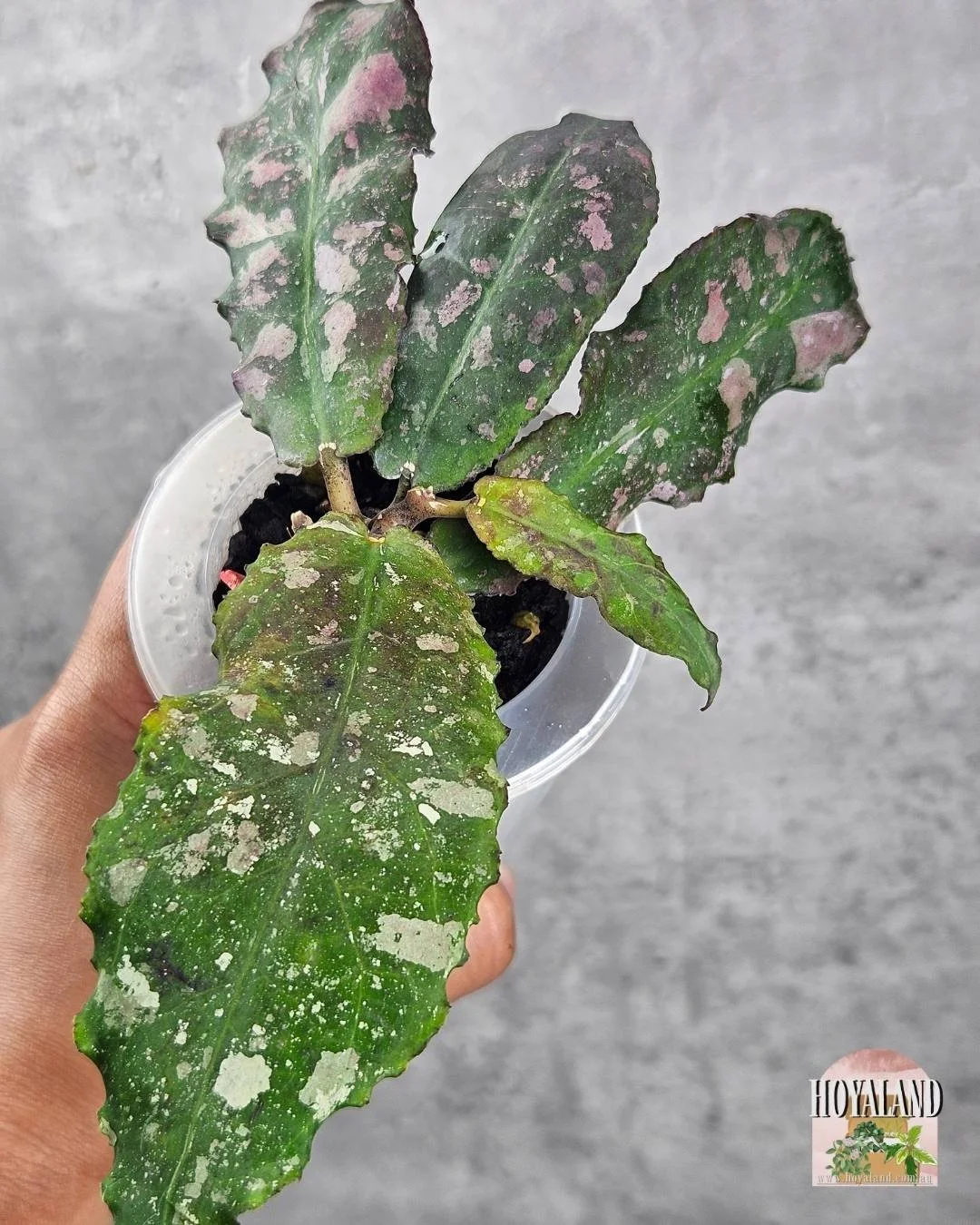 Hoya undulata (7).jpg