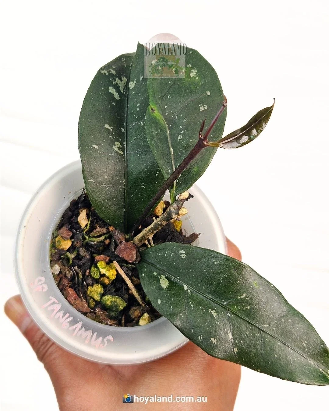 Hoya sp Tanggamus (4).jpg