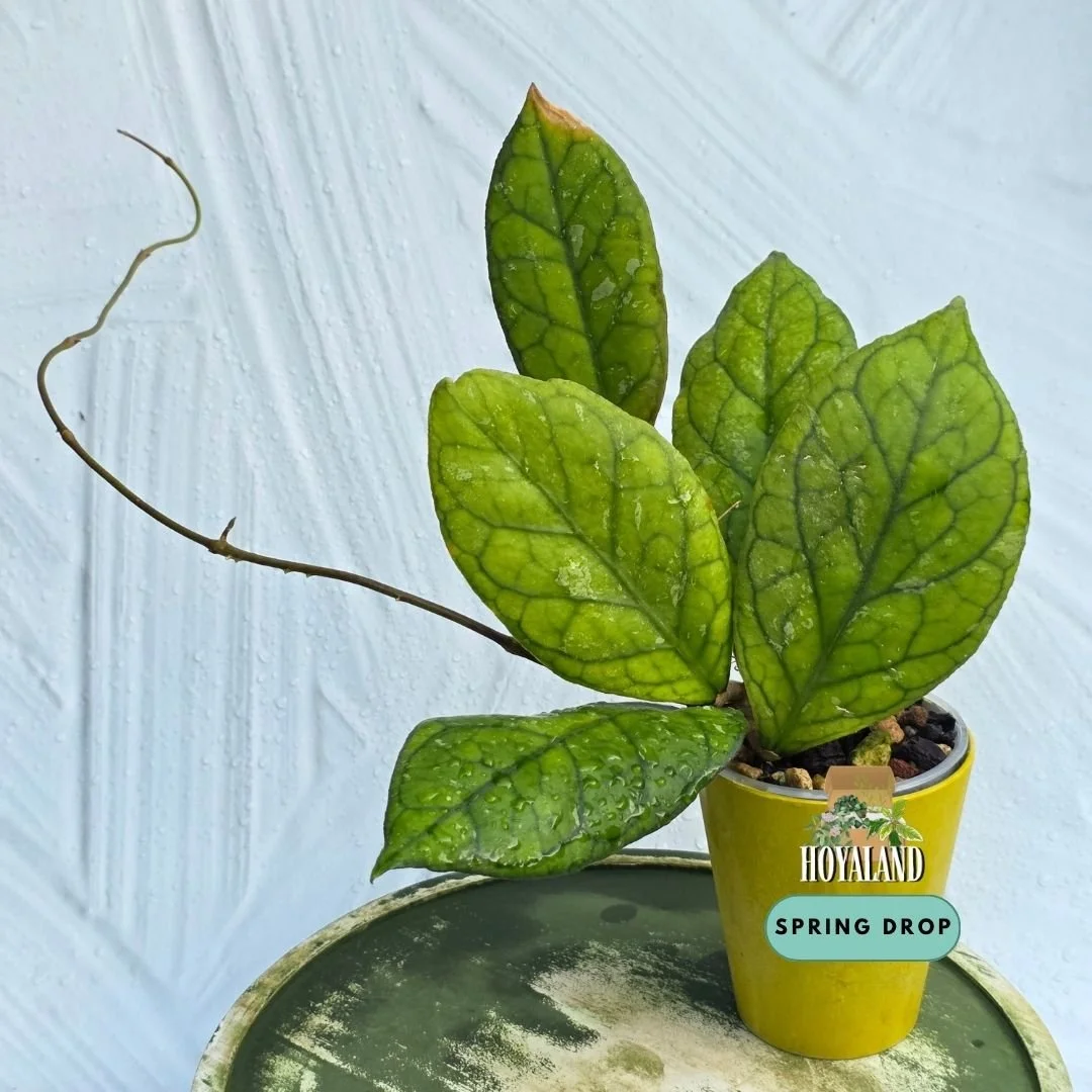 Hoya Irina (6).jpg