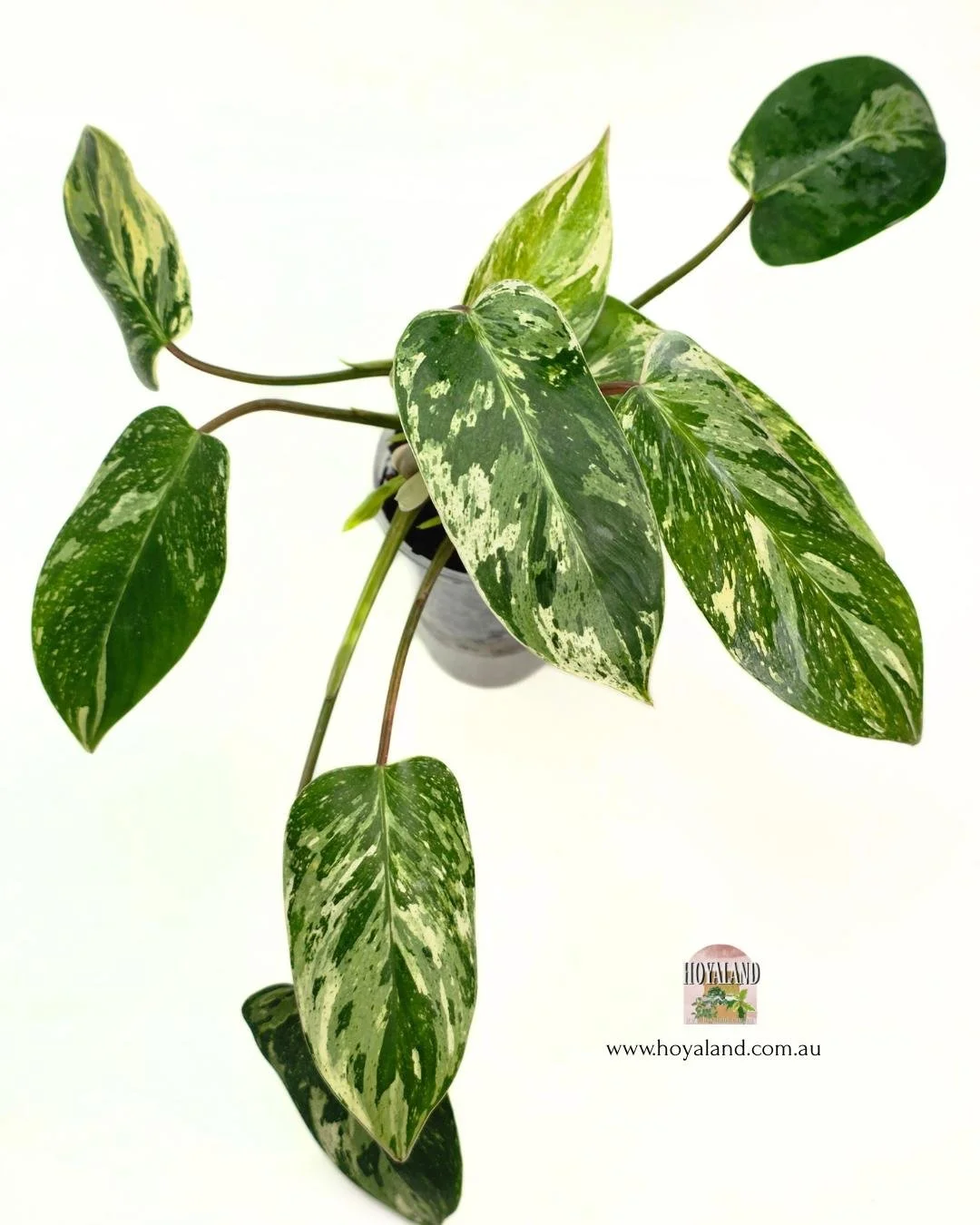 🍂  Philodendron Emerald Queen Variegated | Multi Heads Tip