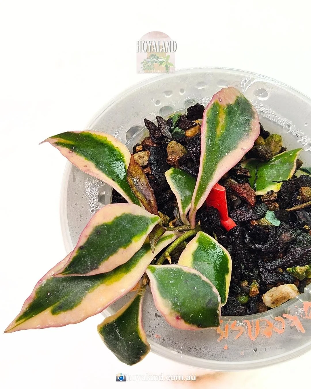 Hoya bakoensis albo (2).jpg