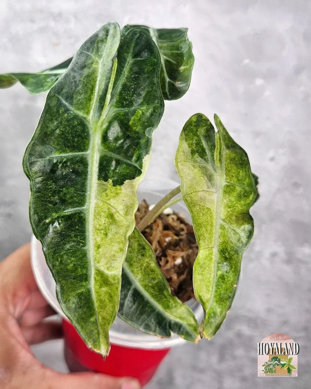 alocasia sanderiana bull aurea (4).jpg