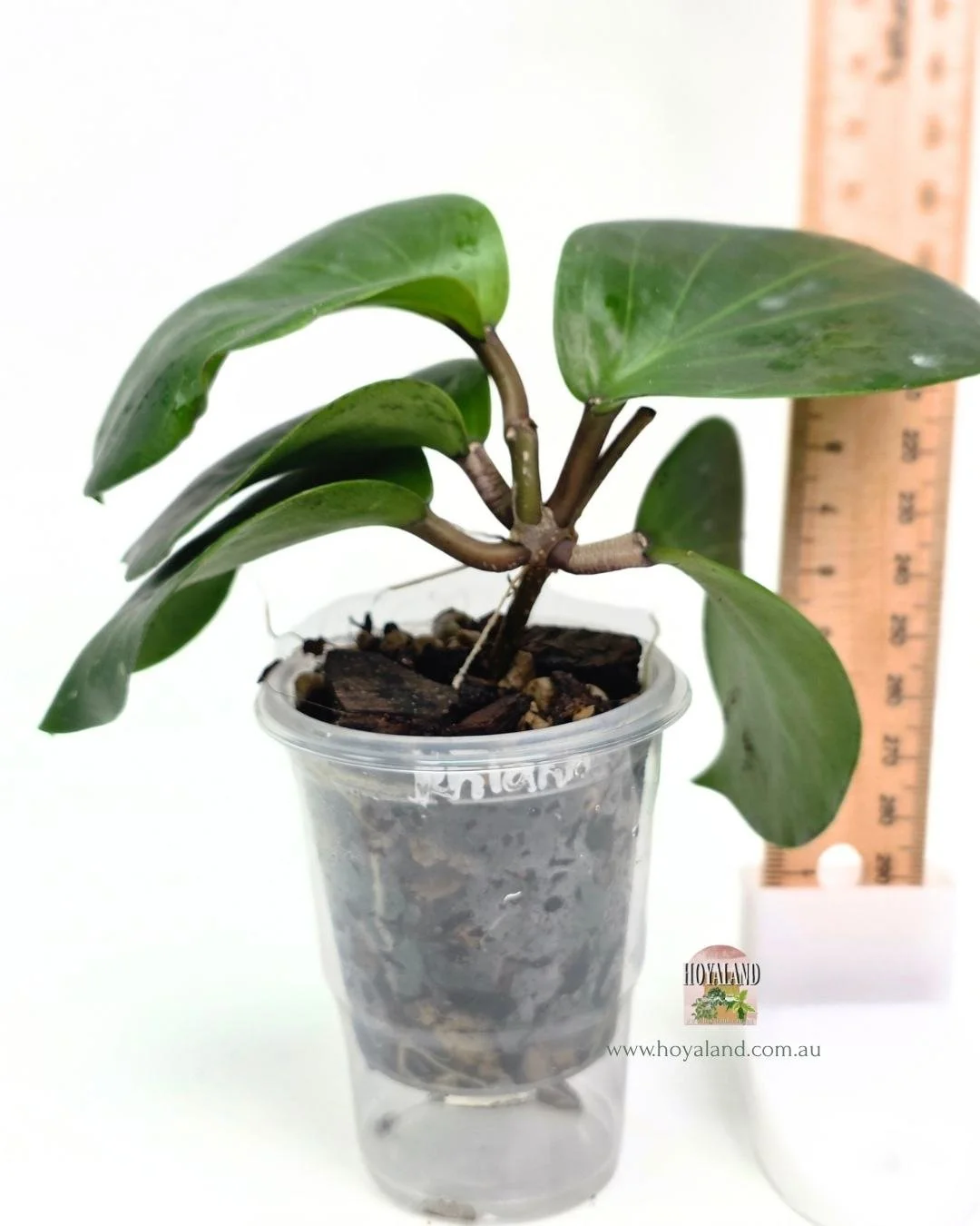 Hoya rhianon 2 (5).jpg