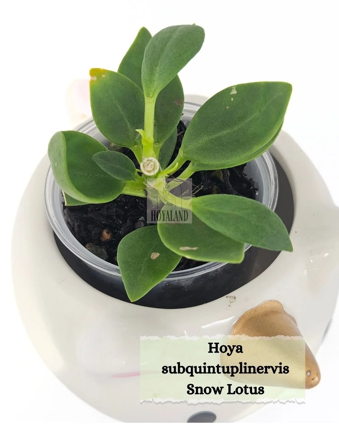 Hoya subquintuplinervis Snow Lotus.jpg
