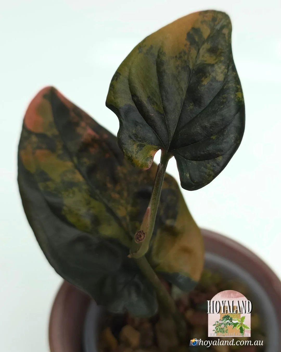 Syngonium red arrow variegata (2).jpg